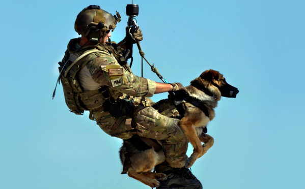 after the retirement army dogs get death sentence know reason